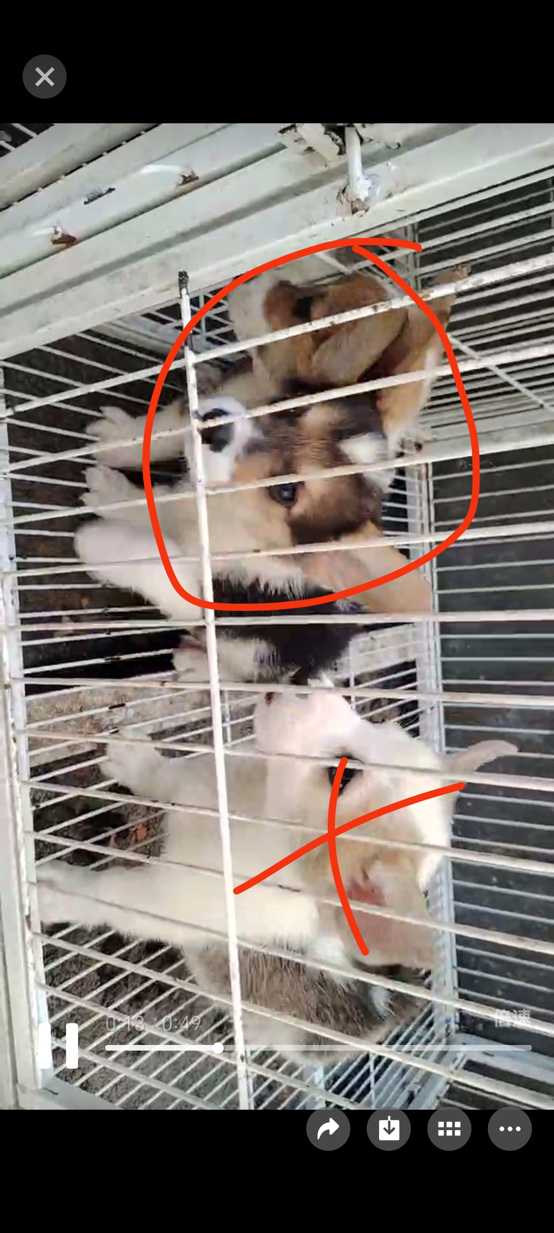 柯基
